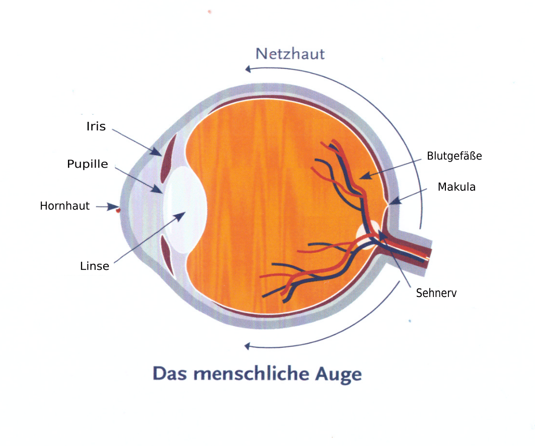 Das menschliche Auge